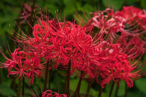 彼岸花 開花|彼岸花（ヒガンバナ）ってどんな花？別名や赤・黄色・白の花言。